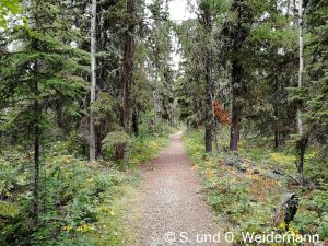 Wanderweg beim Martin River Campground durch den "Urwald"